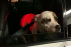 Las Vegas Strip Parking Garage Site of Dog Confined in Hot Car, Police Cite Owner