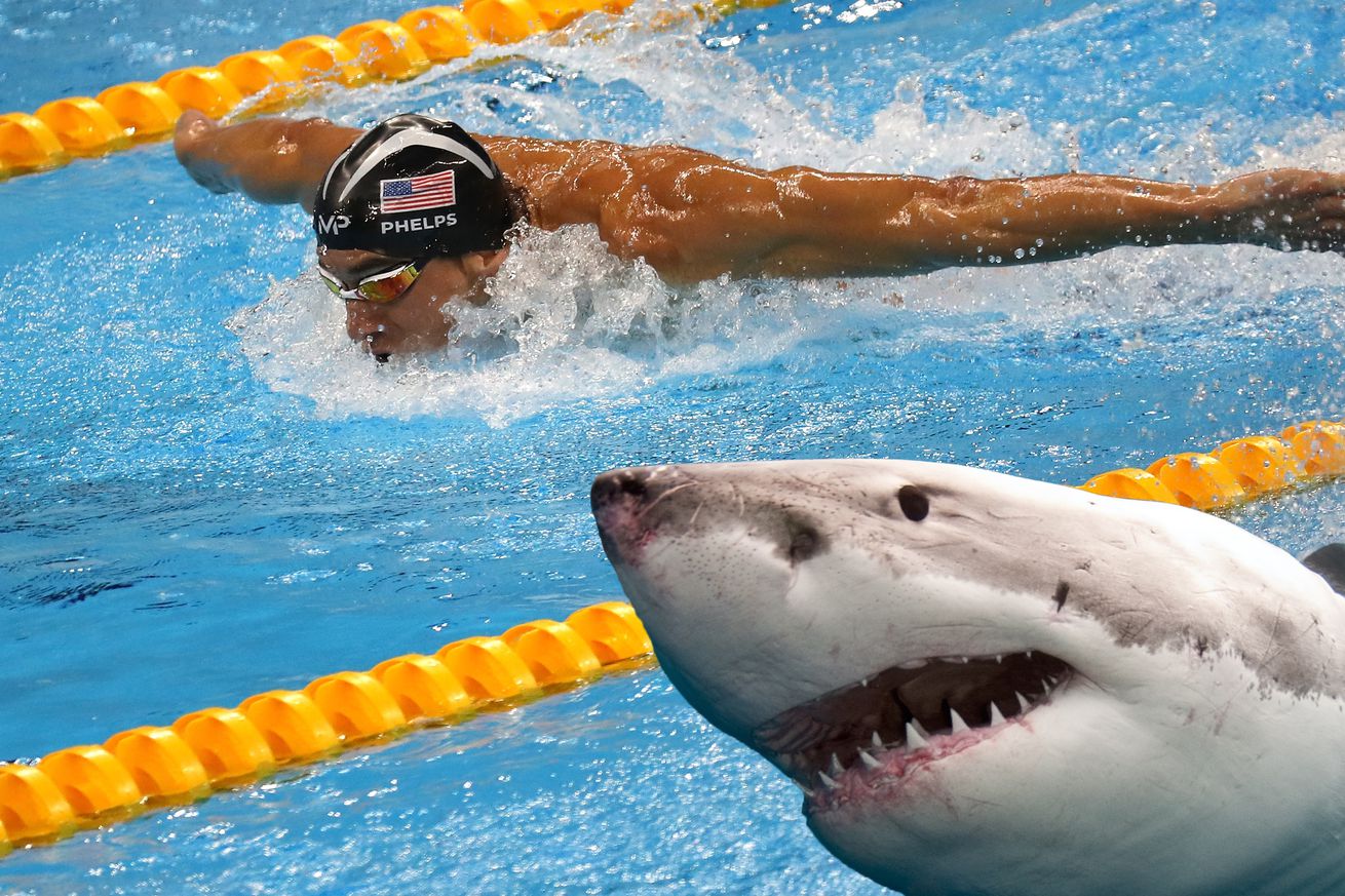 Is Michael Phelps Faster Than a Great White Shark? Oddsmakers Say No