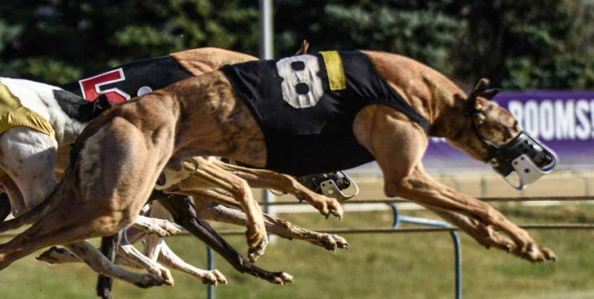 Greyhound Protection Act Would End Dog Racing in West Virginia