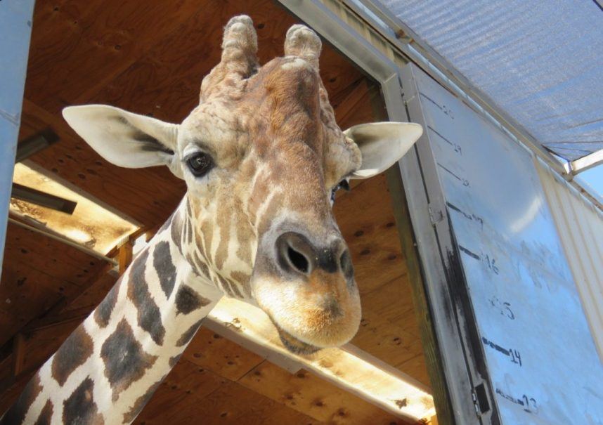 Las Vegas’ Only Giraffe Dies at Lion Habitat Ranch