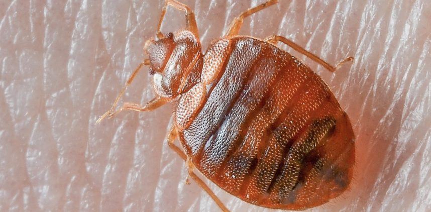 Las Vegas Guests Find Bed Bugs at Seven Hotels – Report