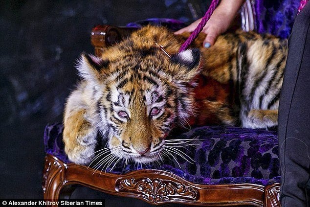 Russian Mega Resort Tigre de Cristal Faces Backlash Over Heavily Drugged Tiger Cub