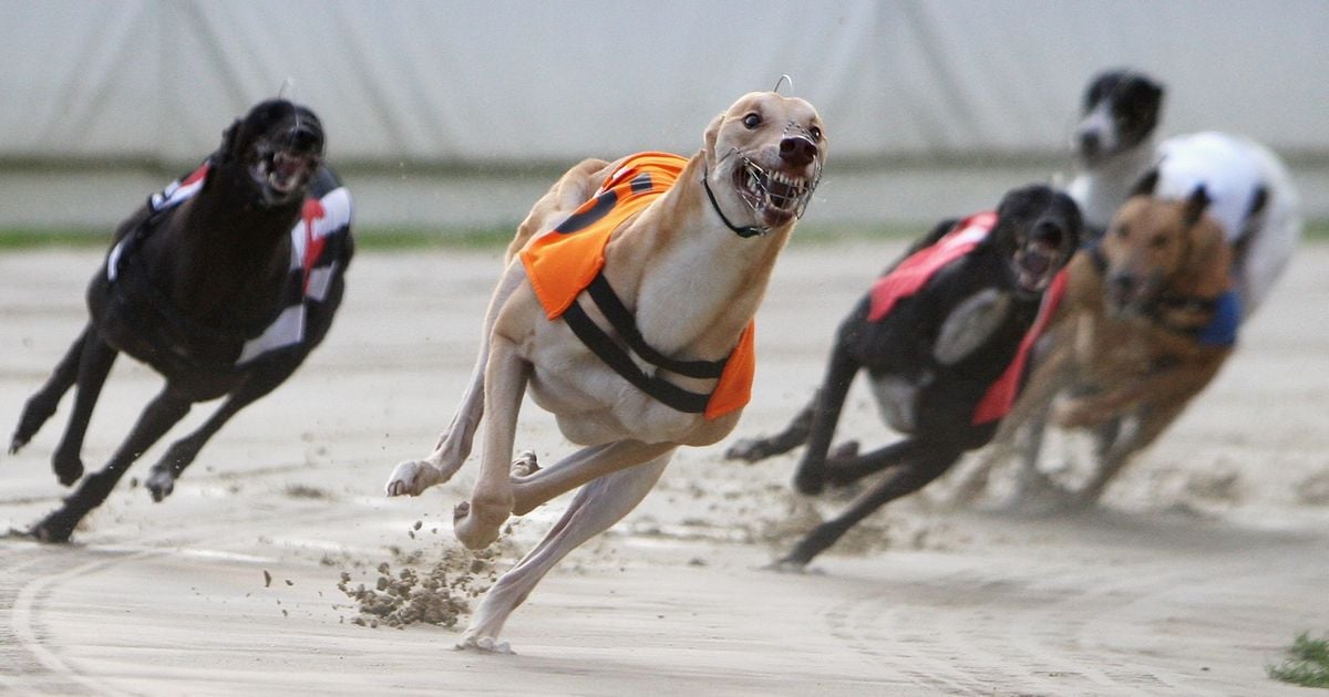 UK’s Greyhound Racing Could Get New Legs Through Entain Joint Venture