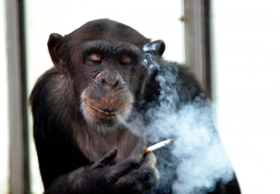 Former Casino Chimp Dies Young Due to Alcohol and Cigarettes