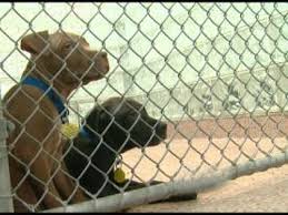 New Jersey Strengthens Laws Against Dog Fighting